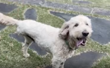 Dog with three legs rescues otter from river 