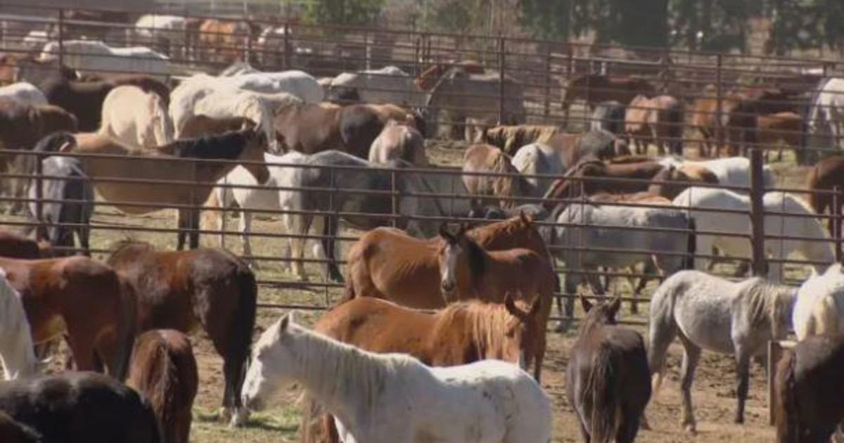 Mysterious Disease Kills 67 Wild Horses at Federal Holding Facility in Colorado