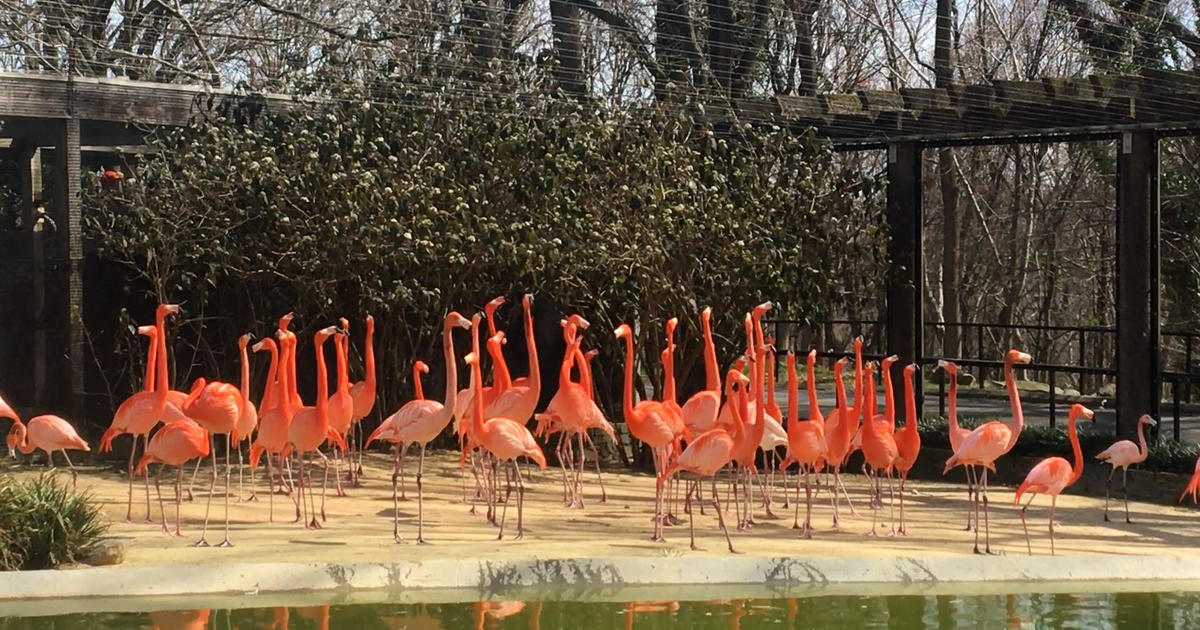 25 flamingos killed by wild fox at Smithsonian's National Zoo