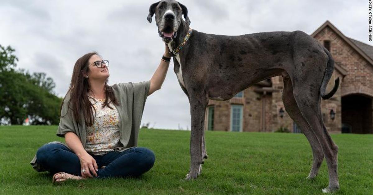 American Great Dane, Zeus, confirmed as world’s tallest living dog