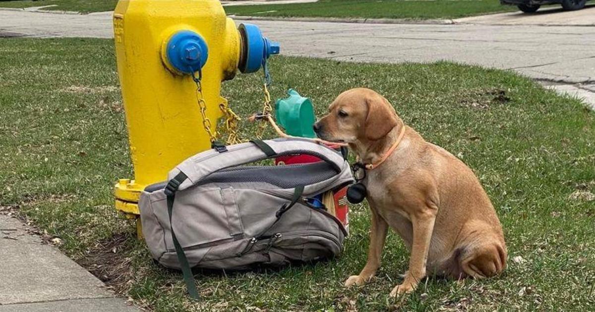 Calls pour in to Wisconsin Humane Society after abandoned dog found tied to fire hydrant with note "pleading for someone to help her"