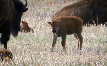 Extended Nature Video: Bison at South Dakota's Custer State Park 