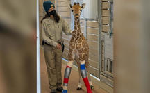 Baby giraffe walks thanks to leg braces 