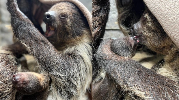 wildlife-learning-center-sloth-baby.jpg