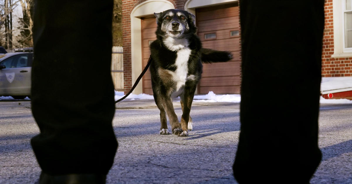 Ruby, the lifesaving police dog featured in Netflix movie, is euthanized: "A symbol of hope for all shelter dogs"