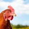 Conspiracy theorists claim bird flu outbreak is fake news