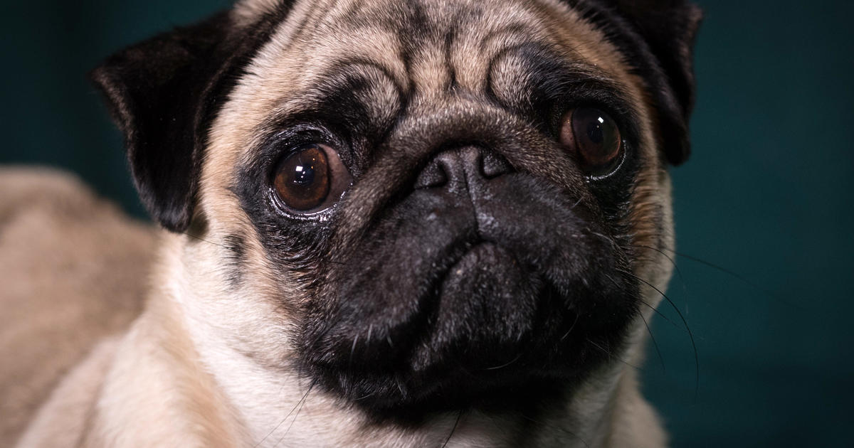 Pugs cannot be considered "a typical dog" due to dire health issues, study finds
