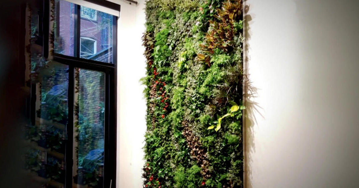 Designing plant walls for home and office