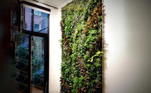 Designing plant walls for home and office 