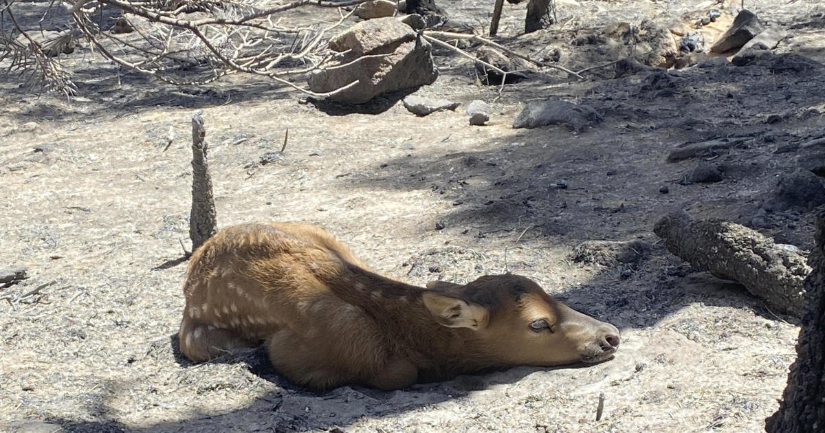 Firefighters rescue newborn elk from ashes of massive wildfire