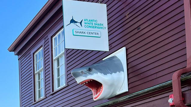 shark-center.jpg 