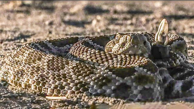 rattlesnake.jpg 