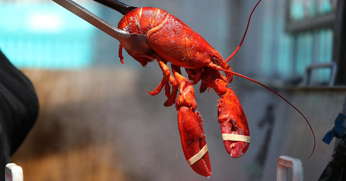 Lobster industry sees largest price drop in years