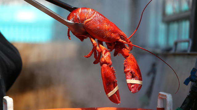 Mild Winter In Northeast Drives Lobster Prices To Record Lows 