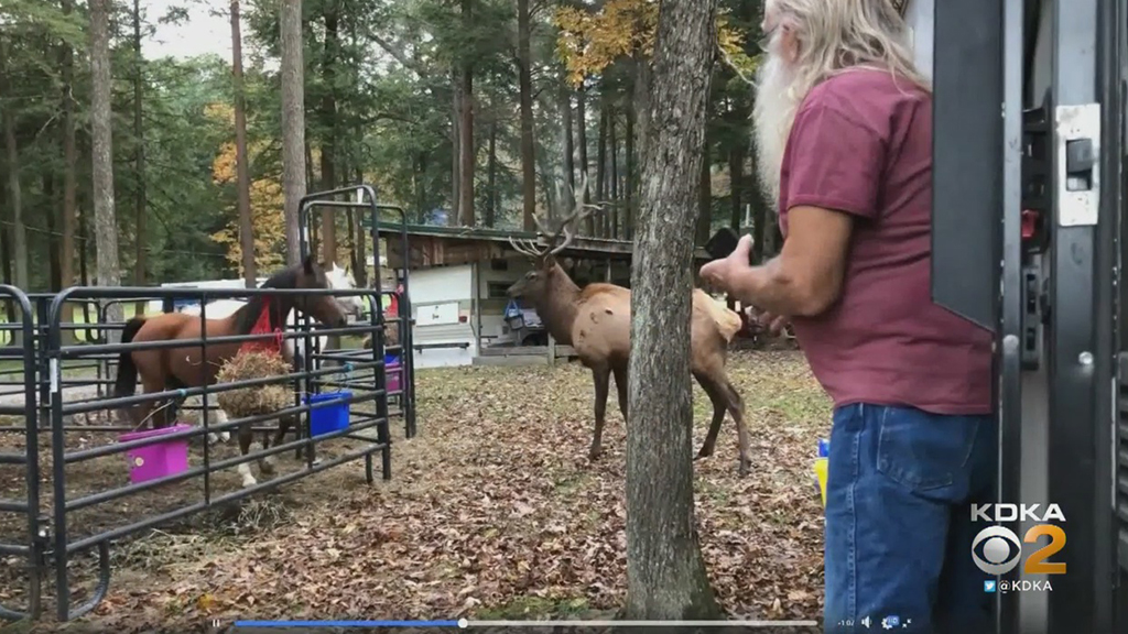 A bull elk and a horse squared off at a campground in Central Pennsylvania....